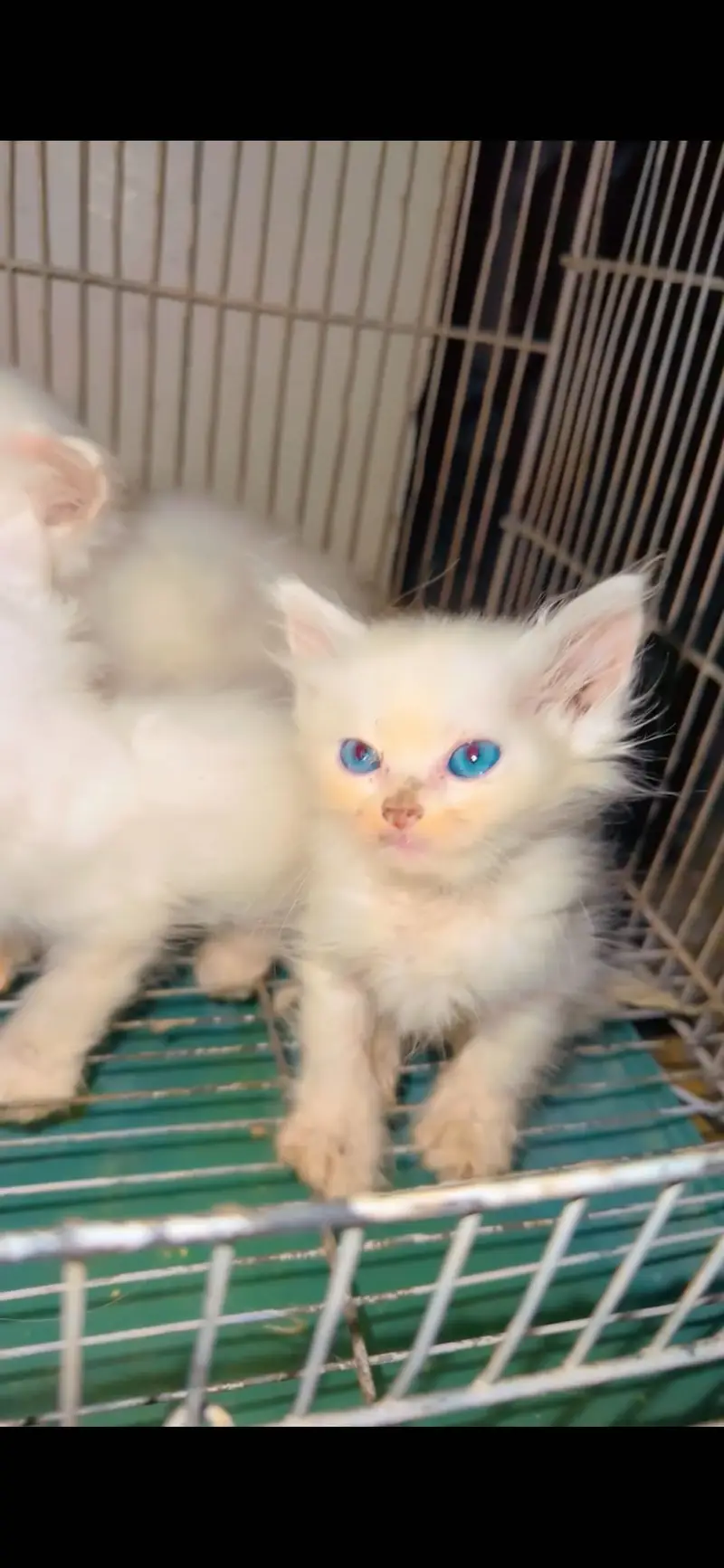Kittens for sale — photo 2