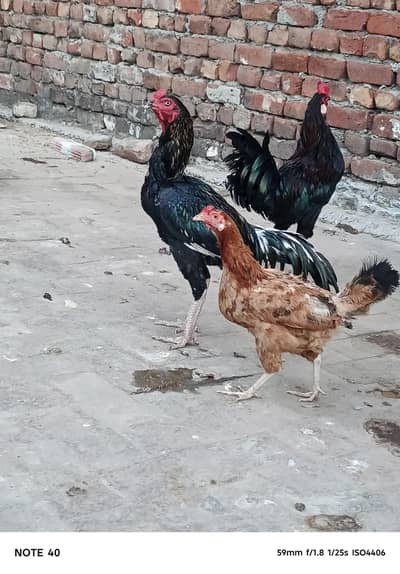 aseel hen or desi hen