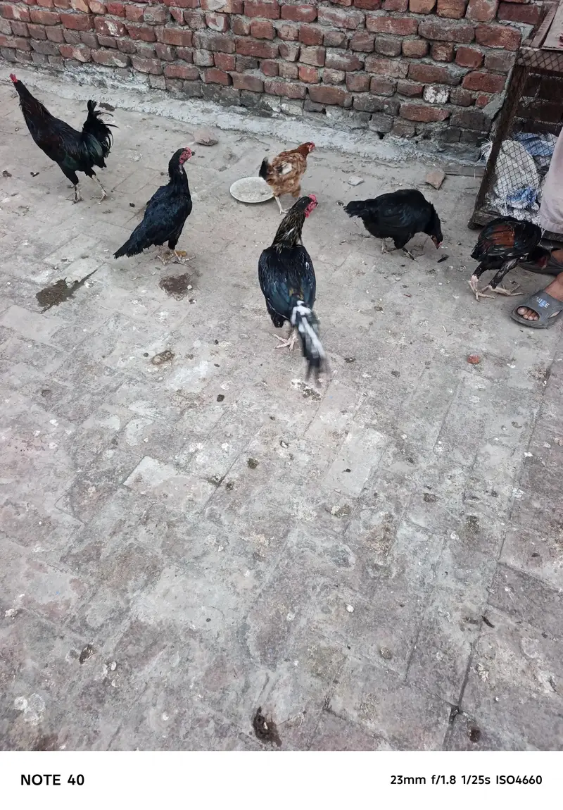 aseel hen or desi hen — photo 2