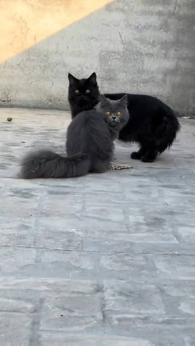 Black male cat