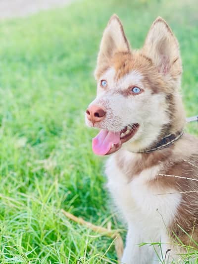 Blue eye