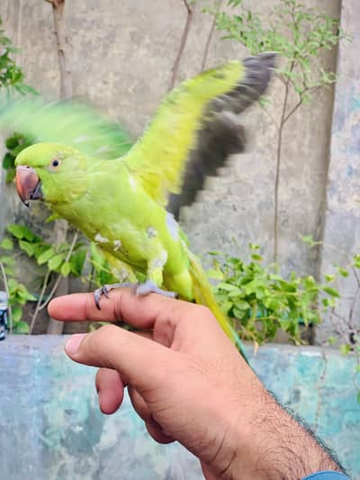 Zero baite hand tame