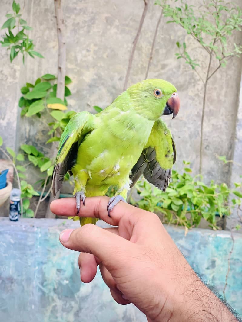 Zero baite hand tame 4