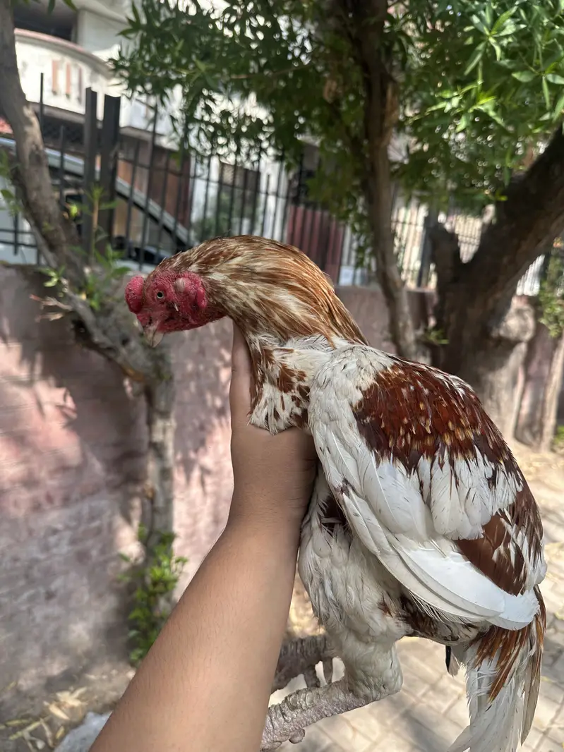 Aseel main wali x amroha Murga for sale — photo 2