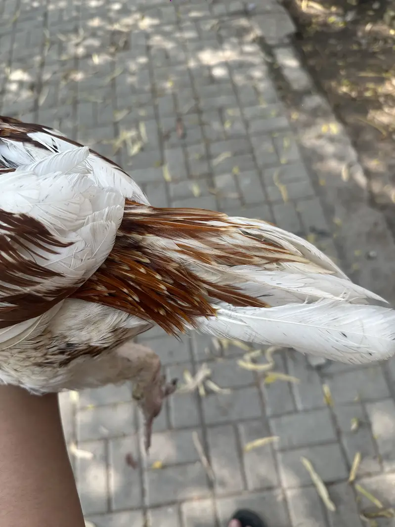 Aseel main wali x amroha Murga for sale — photo 4