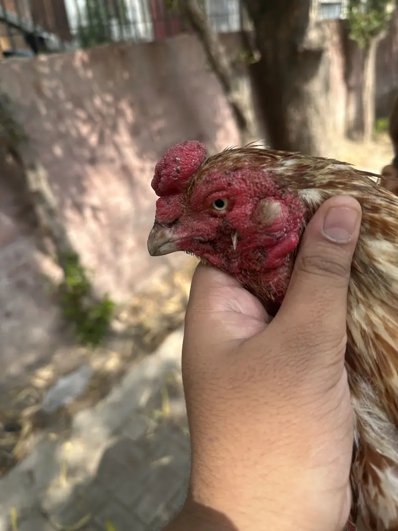 Aseel main wali x amroha Murga for sale — photo 3