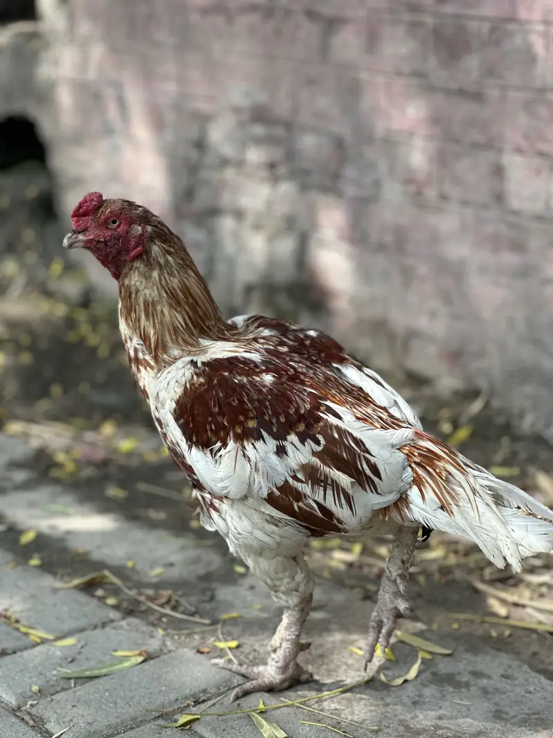 Aseel main wali x amroha Murga for sale — photo 5