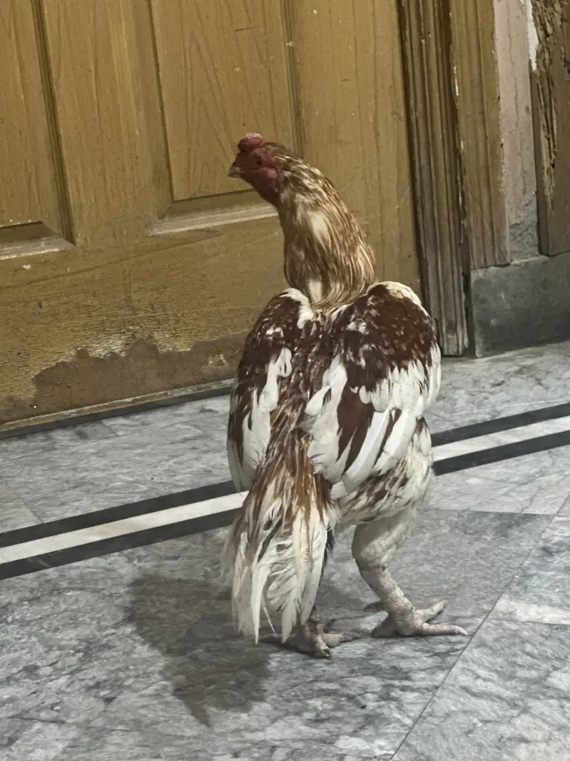 Aseel main wali x amroha Murga for sale — photo 7