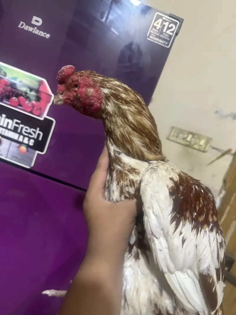 Aseel main wali x amroha Murga for sale — photo 8