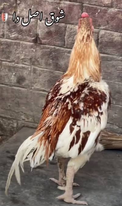 Aseel main wali x amroha Murga for sale