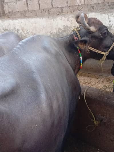 Desi bhence h ek bachire k sath subah 5 kilo aur sham 5 kilo dood deti