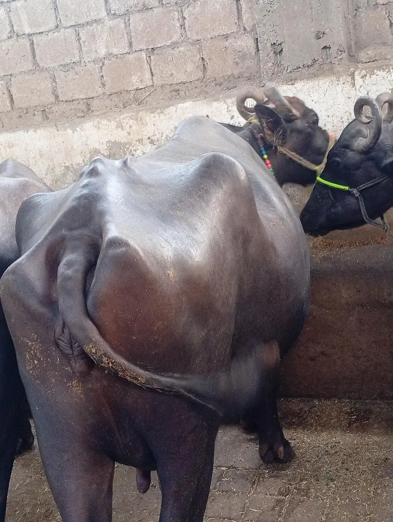 Desi bhence h ek bachire k sath subah 5 kilo aur sham 5 kilo dood deti — photo 2