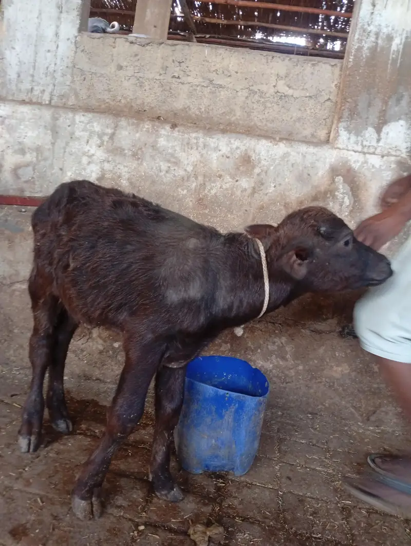 Desi bhence h ek bachire k sath subah 5 kilo aur sham 5 kilo dood deti — photo 3