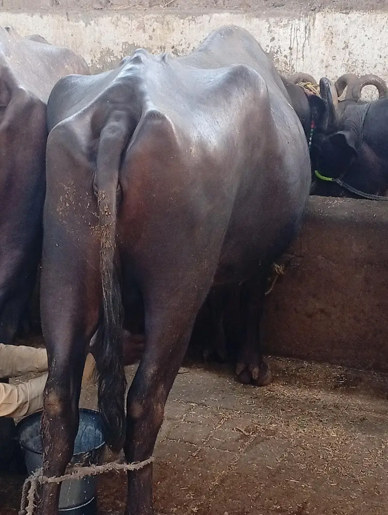 Desi bhence h ek bachire k sath subah 5 kilo aur sham 5 kilo dood deti — photo 4