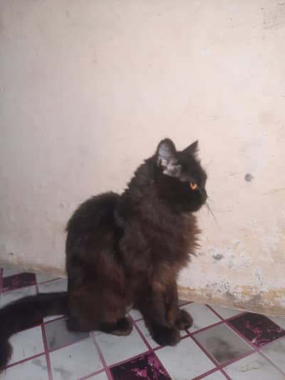 Persian Cat