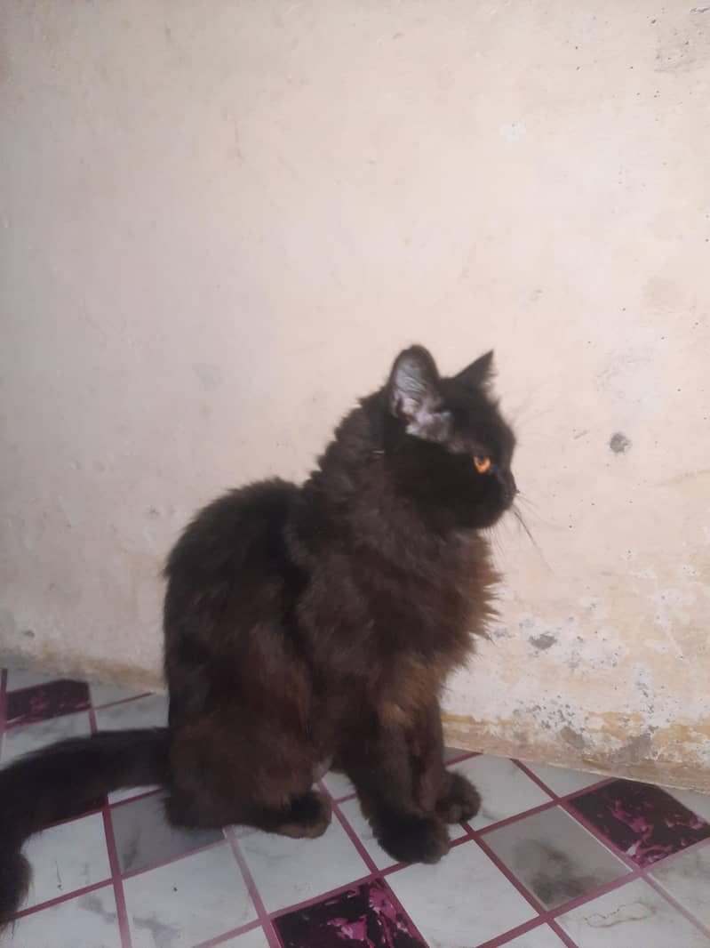 Persian Cat 0