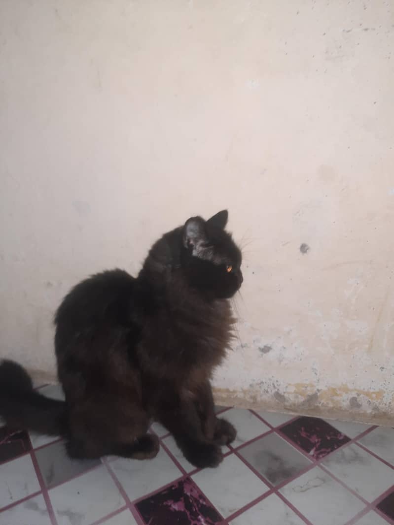 Persian Cat 1