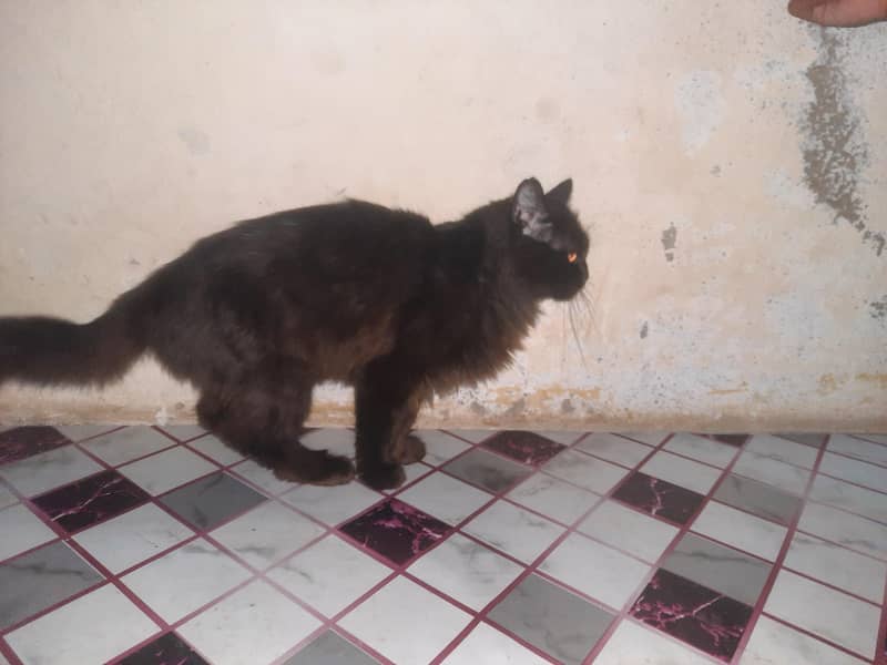 Persian Cat 2