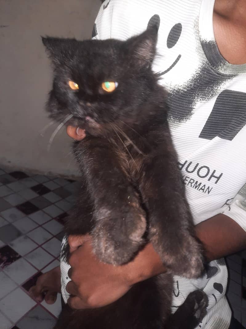 Persian Cat 3