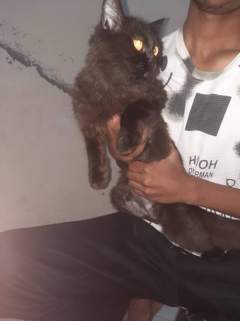 Persian Cat 4