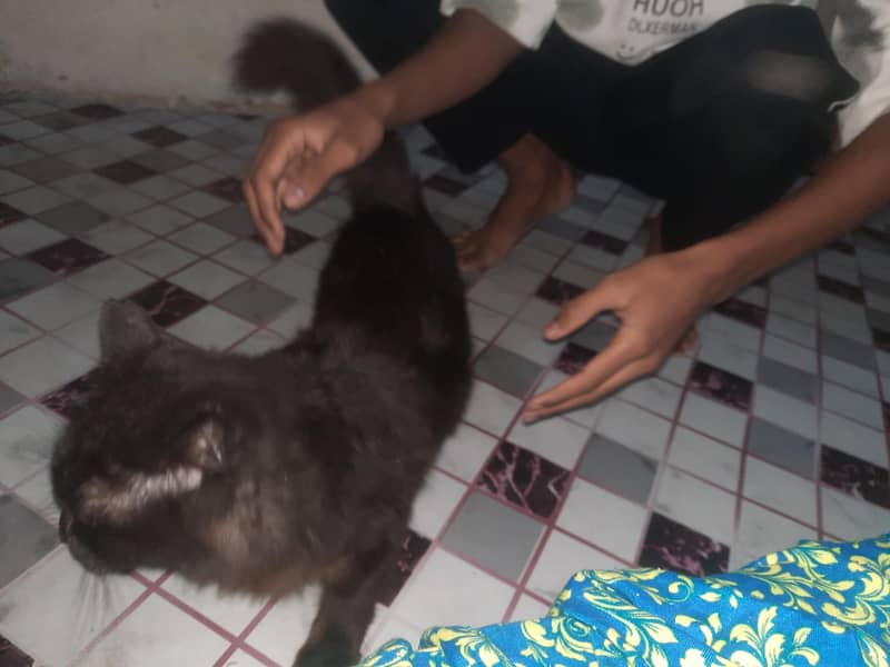 Persian Cat 5