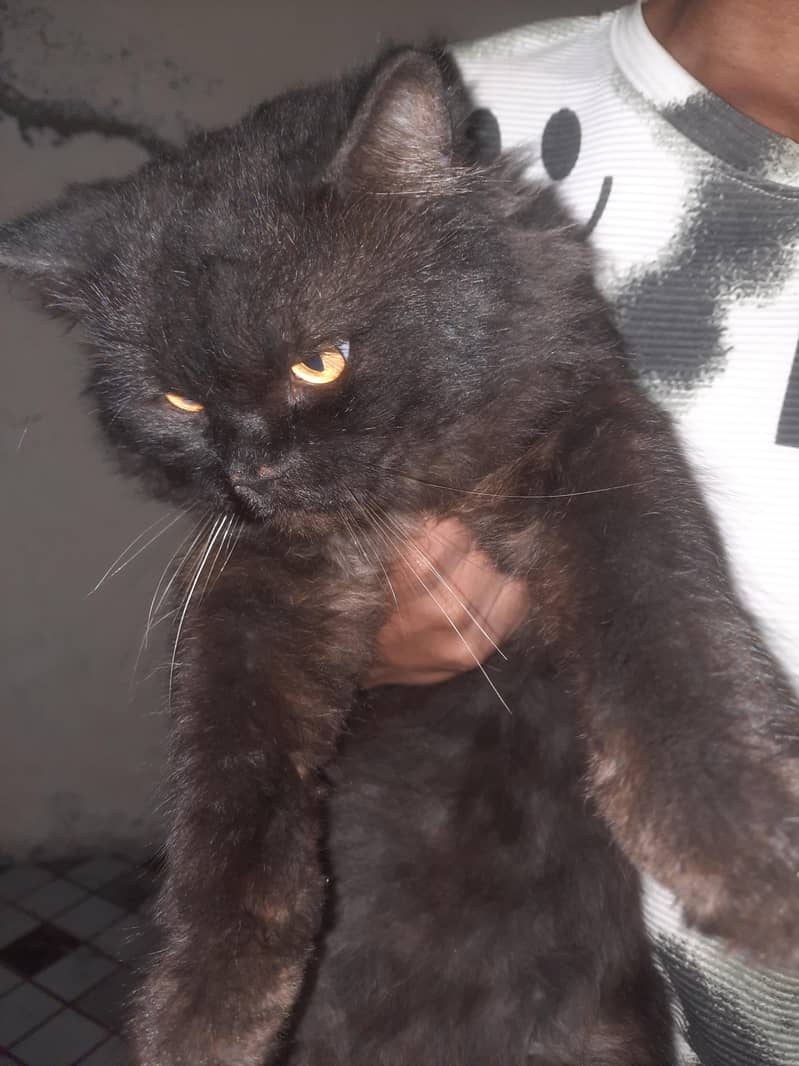 Persian Cat 6