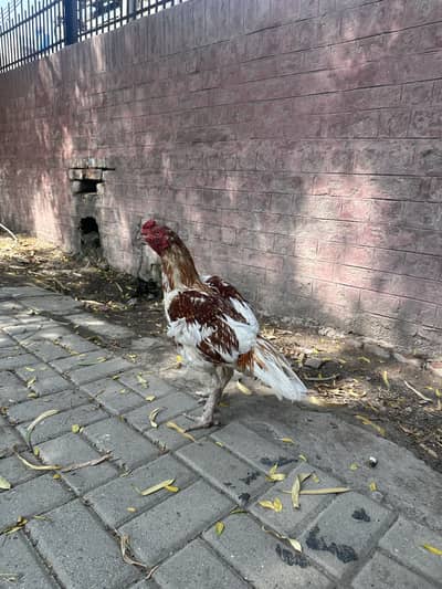 Aseel main wali x amroha Murga for sale