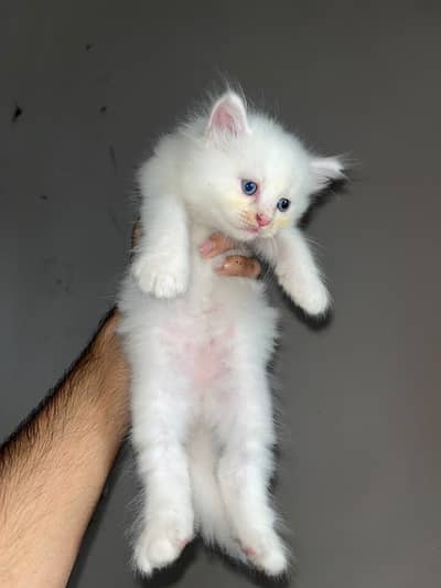 Pure White Persian Kittens - Female - 2 Available
