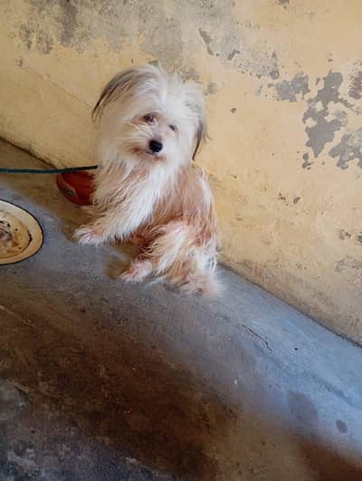 shihztu dog