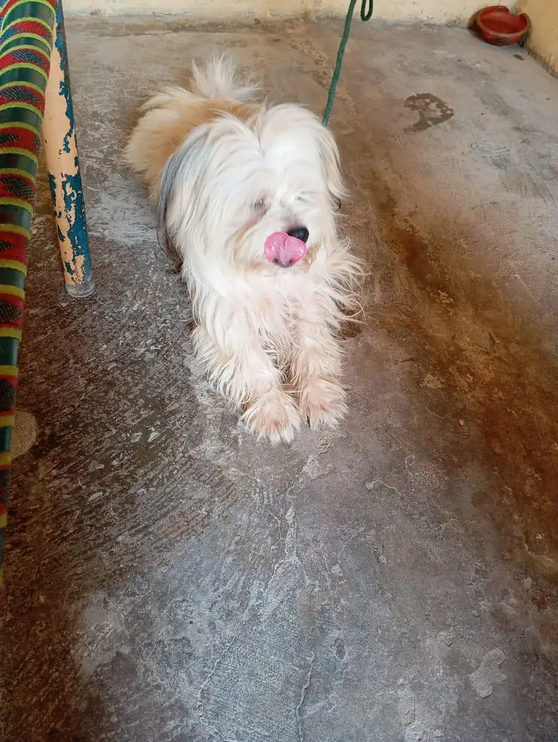 shihztu dog — photo 2