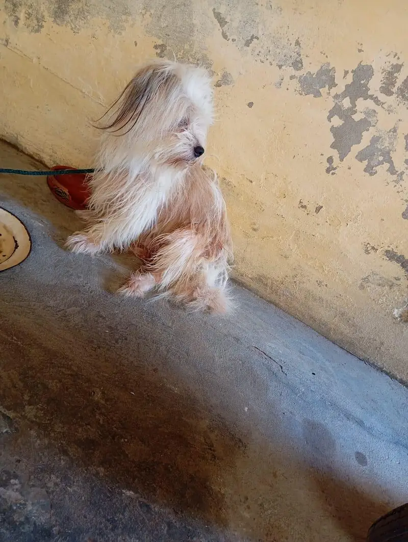 shihztu dog — photo 3