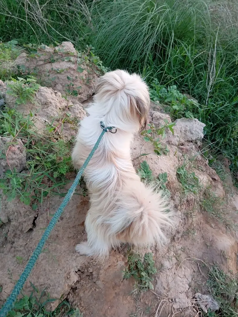 shihztu dog — photo 4