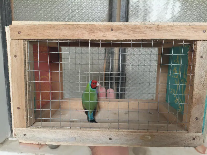 Lady goldian male or Bengalese finches — photo 3