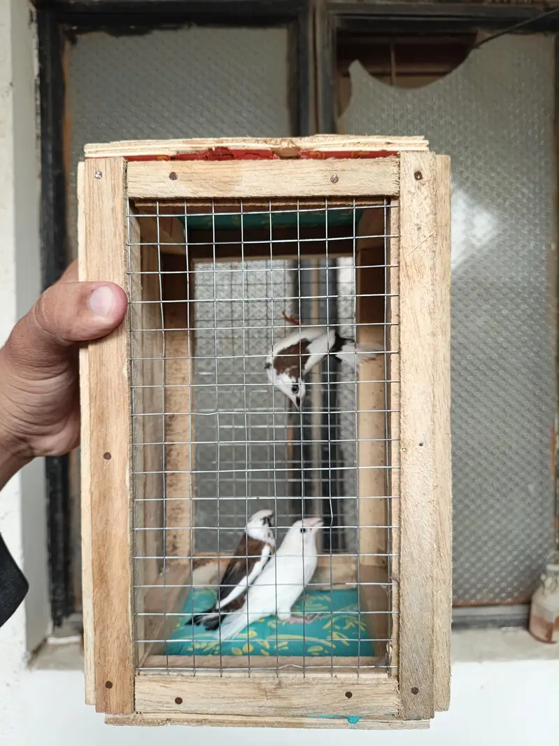 Lady goldian male or Bengalese finches — photo 7