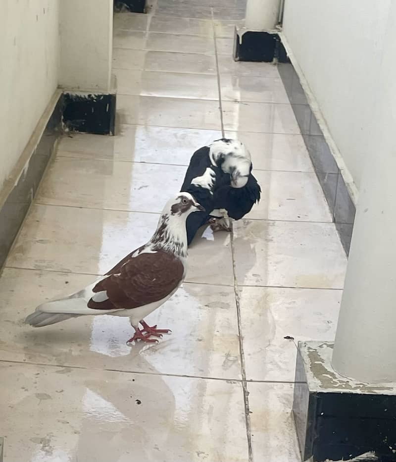 Sentient piegon 1
