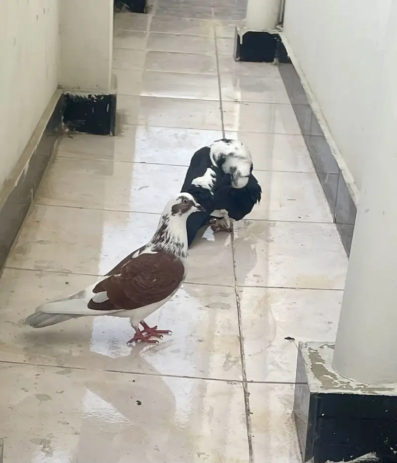 Sentient piegon — photo 2