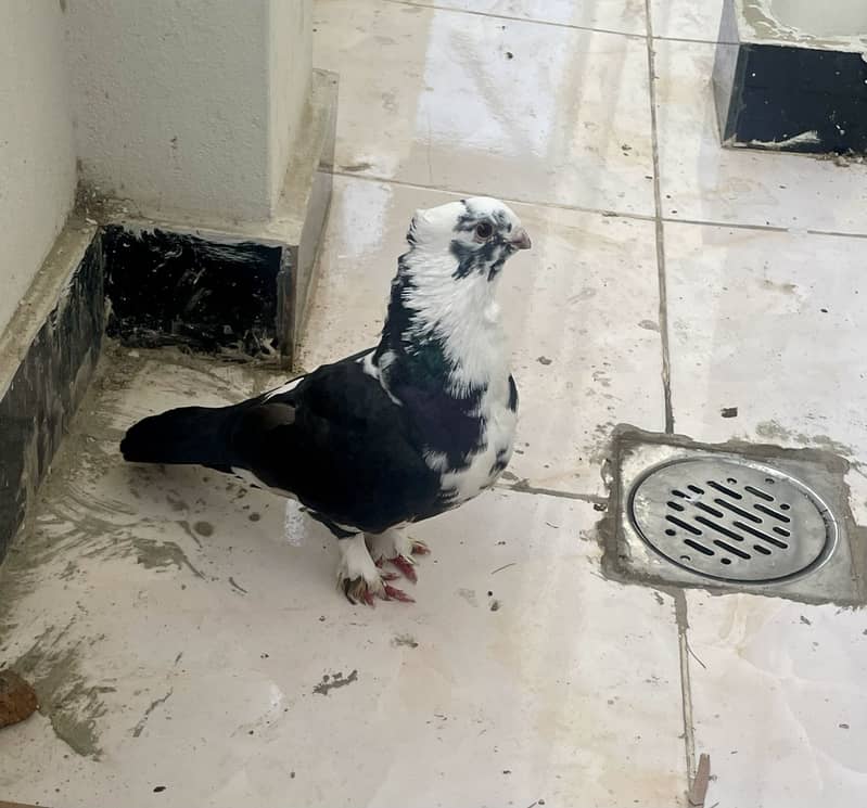 Sentient piegon 2