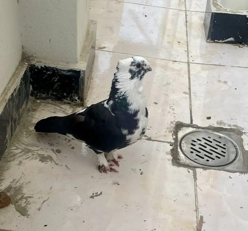 Sentient piegon — photo 3