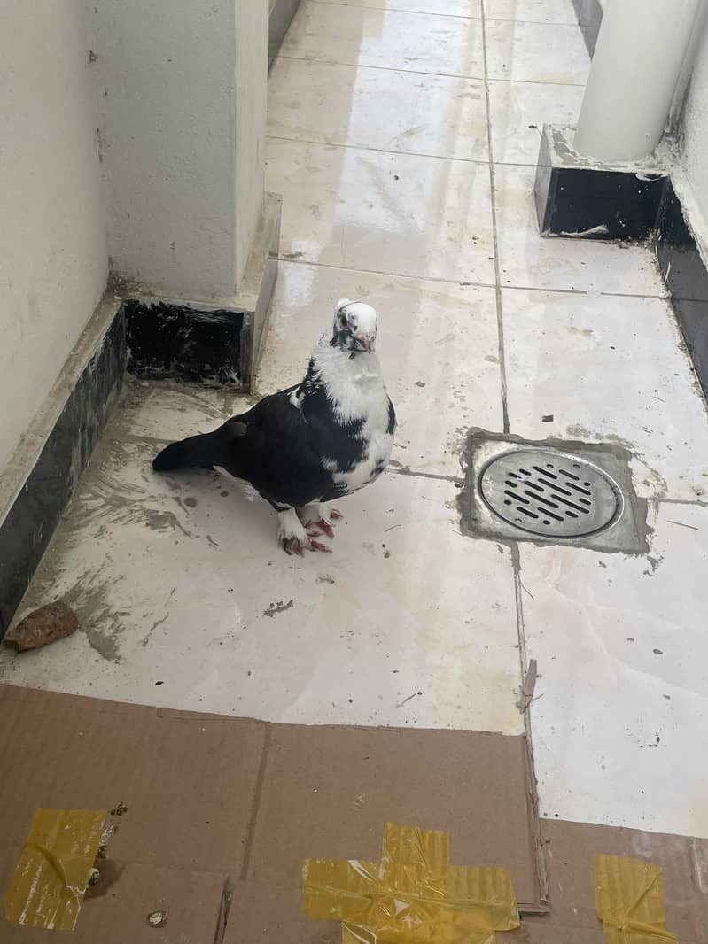 Sentient piegon 3