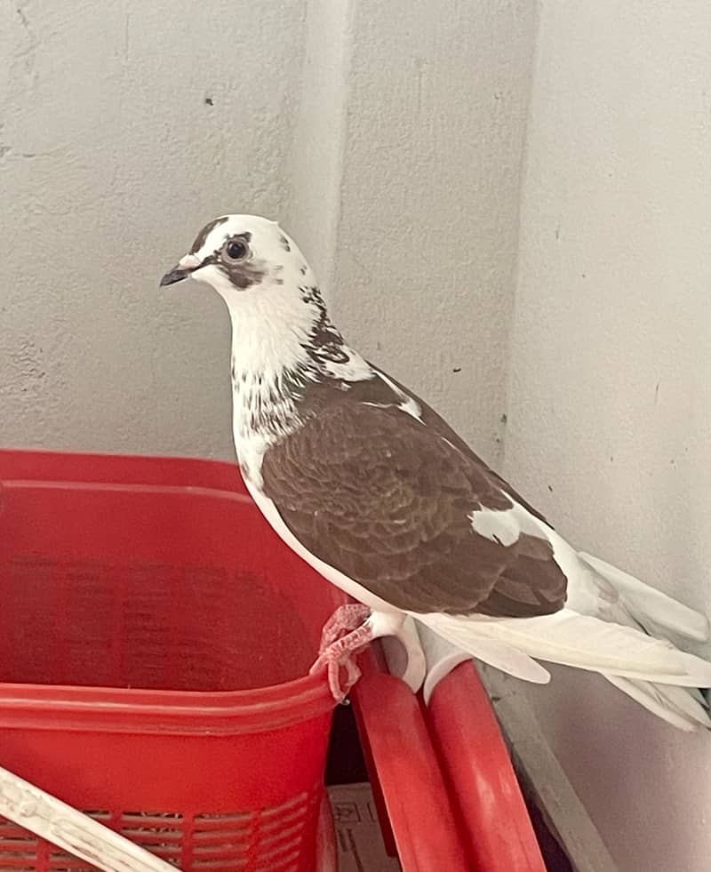 Sentient piegon 4