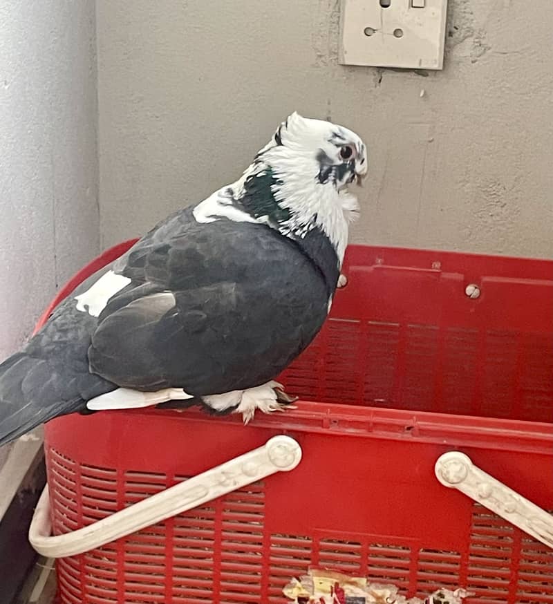 Sentient piegon 5