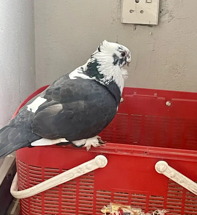 Sentient piegon — photo 6