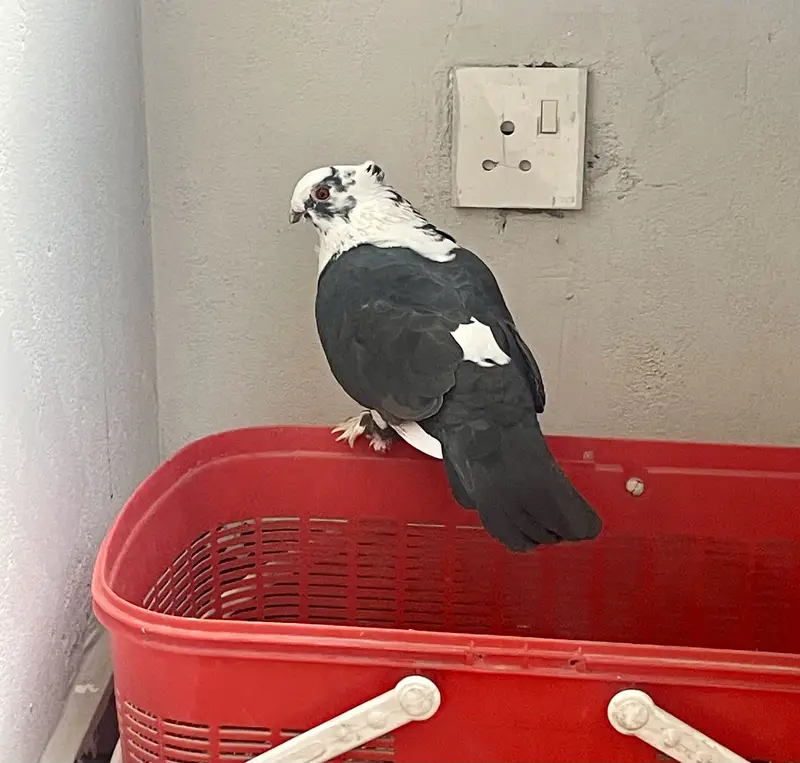 Sentient piegon — photo 7