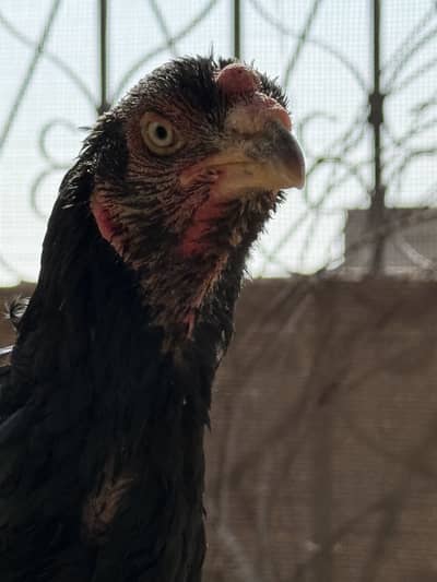 Japnese cross female