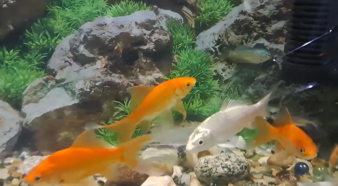 Fishes For Sale (Reasonable rates)