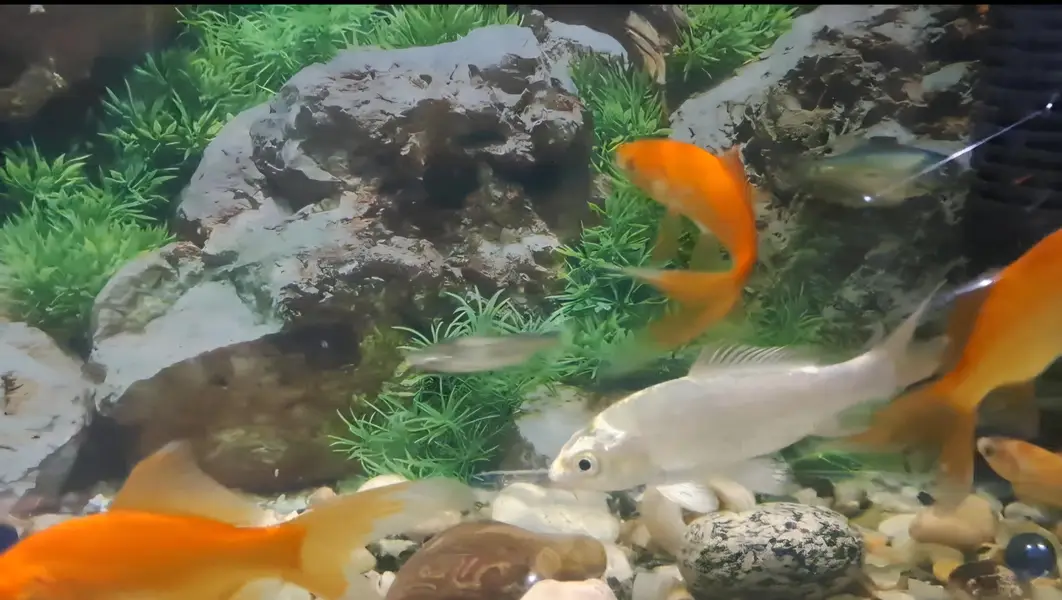 Fishes For Sale (Reasonable rates) — photo 2
