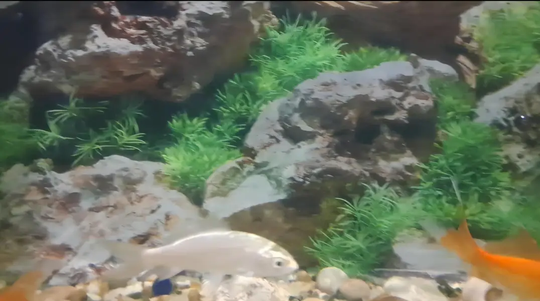Fishes For Sale (Reasonable rates) — photo 3