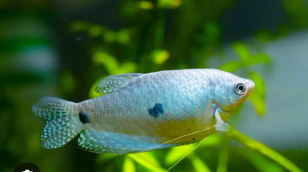 Fishes For Sale (Reasonable rates) — photo 4