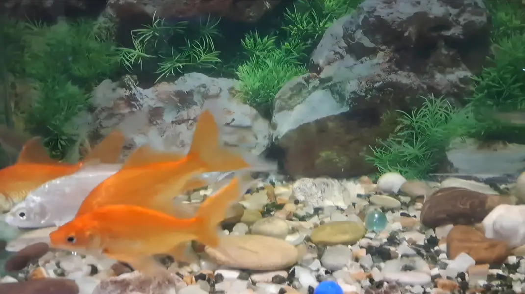 Fishes For Sale (Reasonable rates) — photo 5