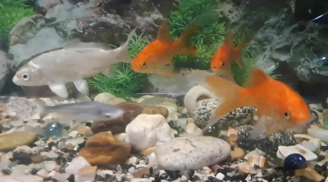 Fishes For Sale (Reasonable rates) — photo 6